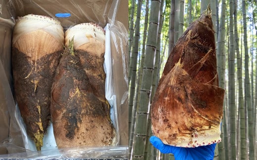 熊本県産 朝掘り 筍 約4kg 【2026年4月上旬発送開始】 たけのこ タケノコ 野菜