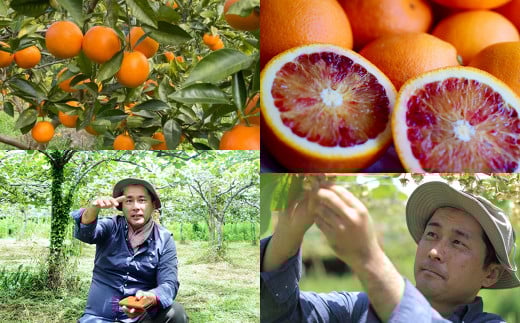 にしだ果樹園の熊本県産月読み ブラッドオレンジ 約2kg オレンジ 柑橘 みかん 蜜柑 フルーツ 果物 くだもの 【2026年3月上旬発送開始】