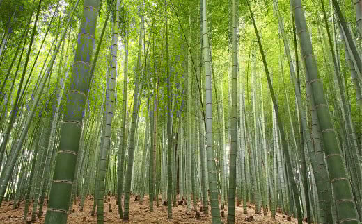 【生産者直送】春の恵み たけのこ 約4kg 以上 （2~5本） 【2026年4月上旬発送開始】 やさい 野菜 竹の子 筍 タケノコ 熊本県産