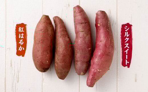 熊本県産 シルクスイート ・ 紅はるか 食べくらべ セット 各約1.5kg 合計約3kg 【2026年1月上旬発送開始】 さつま芋 さつまいも 芋 いも 食べ比べ べにはるか 野菜 やさい