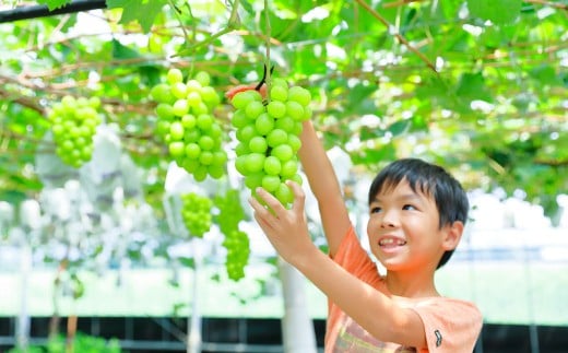 観光農園吉次園の「旬を味わうフルーツ狩りパスポート」（計3回） 果物狩り フルーツ 狩り 食べ比べ 食べ放題 季節 旬 家族 体験チケット チケット 体験 熊本県