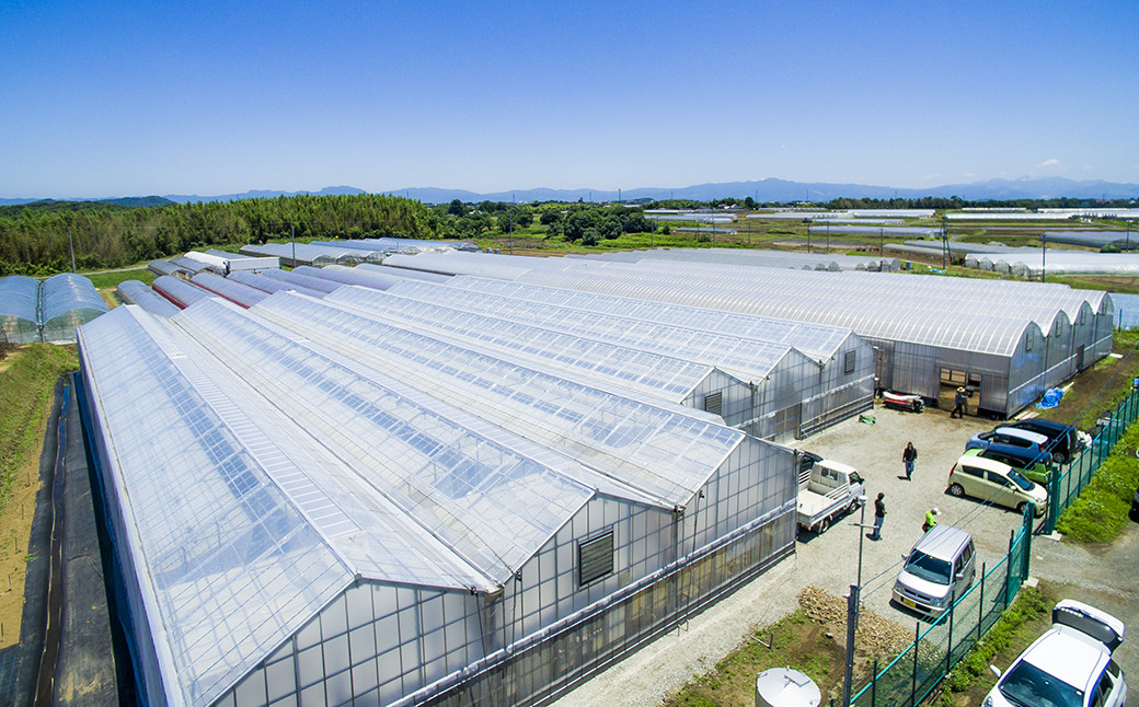 【年12回定期便】カラフルミニトマト1kg 合計12kg トマト ミニトマト