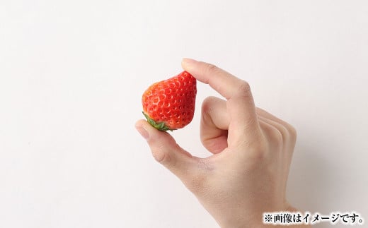 熊本県宇城市産 イチゴ 恋みのり 250g×4パック 合計約1kg 【2026年2月上旬発送開始】 いちご 苺 こいみのり 果物 くだもの フルーツ 果実 果肉 おやつ 熊本県産