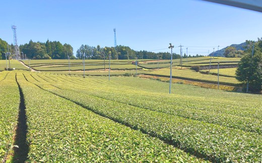 熊本水俣にある桜野園のお茶 自然栽培の茶あかね （べにふうき紅茶） 2袋入り紅茶 お茶 ギフト
