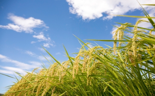 おこめのおやつ 大袋 4袋セット おこめ 米 コメ お米 おかし おやつ お菓子 お砂糖不使用 無添加 国産 熊本県産