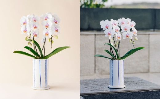 ミディ 胡蝶蘭 KouBou 空 2本立ち 1個 花 お花 植物 蘭 洋蘭 ラン インテリア アレンジ アレンジメント 鑑賞 観賞用 贈答用