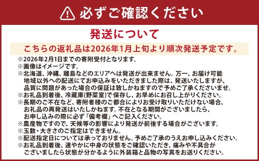 熊本県産 いちご （ゆうべに）4パック 約1000g 苺 ゆうべに【2026年1月上旬発送開始】