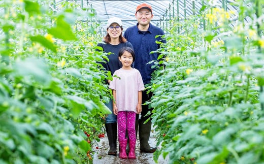 ミニトマトジュース 500ml×6本 野菜飲料 野菜ジュース 飲料類 ジュース 熊本