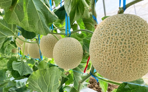 【生産者直送】☆夏作☆ マスクメロン 1玉 約1.6kg以上 【2025年7月上旬発送開始】 フルーツ くだもの 果物 メロン めろん 熊本県産