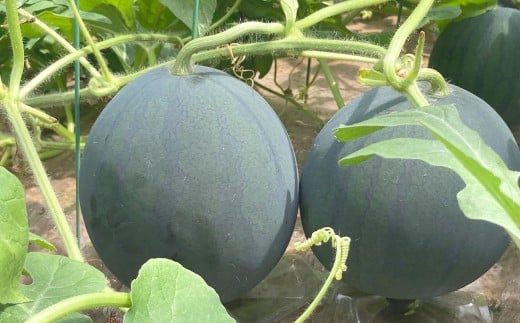 黒小玉 bonbonリッチ 計2玉 各2kg以上 スイカ すいか 西瓜 小玉スイカ 小玉すいか 小玉西瓜 小玉 果物 【2026年5月下旬発送開始】