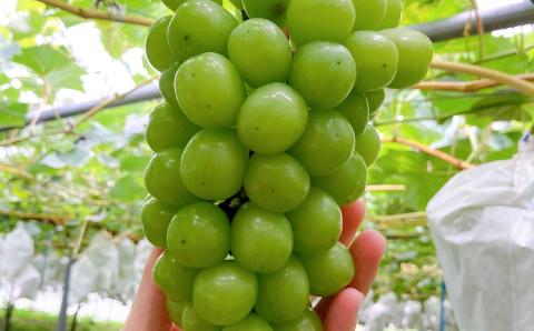 【2023年8月下旬発送開始】熊本県産 シャインマスカット 2房 約1.2kg前後 マスカット フルーツ 果物