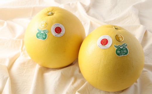 晩白柚 2玉 【2025年1月下旬発送開始】