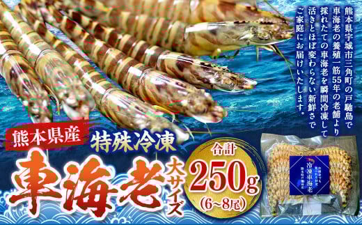 特殊冷凍 車海老 （大サイズ） 約250g（6～8尾）1パック エビ 海老 えび クルマエビ 車エビ 養殖 瞬間冷凍