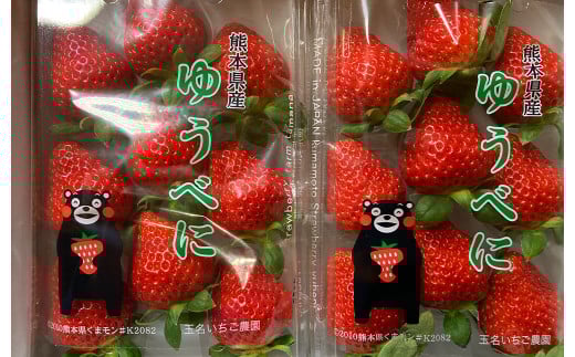 熊本県産 いちご （ゆうべに）4パック 約1000g 苺 ゆうべに【2026年1月上旬発送開始】