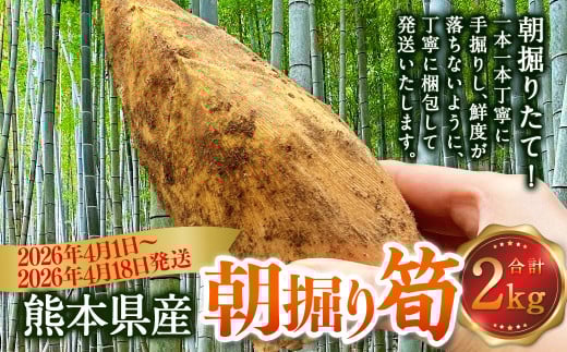 熊本県産 朝掘り 筍 約2kg 【2026年4月上旬発送開始】 たけのこ タケノコ 野菜