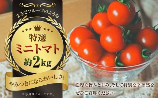 まるでフルーツのような特選ミニトマト2kg（熊本県産） 【2025年12月下旬発送開始】 野菜 やさい トマト とまと ミニトマト 甘い 濃厚 国産 常温