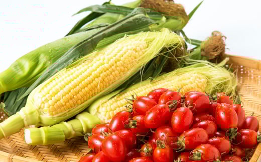熊本県産 スイートコーン 4～5本 と フルーツトマト 約1kg 【2026年5月下旬発送開始】 野菜 やさい トウモロコシ とうもろこし コーン とまと トマト 国産