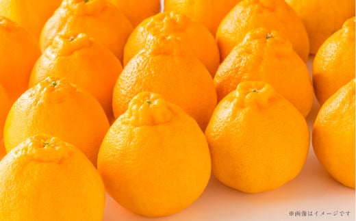 熊本県産 ハウス デコポン 約3kg