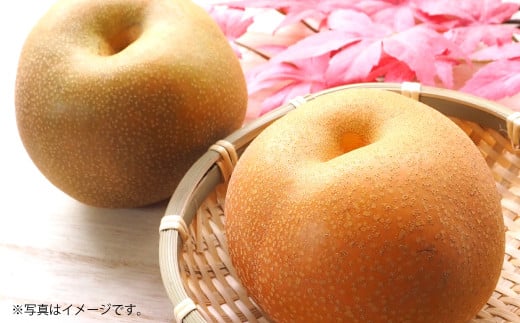 吉野梨 豊水 約5kg 【2026年8月上旬発送開始】 なし ナシ 梨 豊水梨 果物 くだもの フルーツ 熊本県産