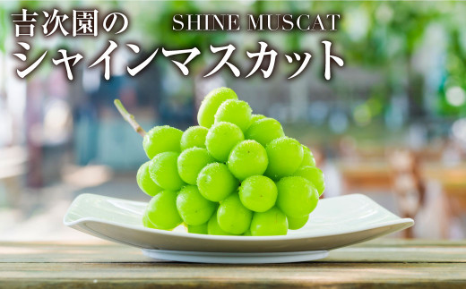 シャインマスカット2房 合計約1.2kg ぶどう ブドウ 葡萄 果物 くだもの フルーツ 【2026年8月下旬発送開始】