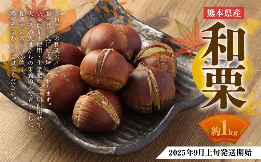 熊本県産 和栗 1kg 【2025年9月上旬発送開始】 クリ くり 栗 フルーツ くだもの 果物 国産