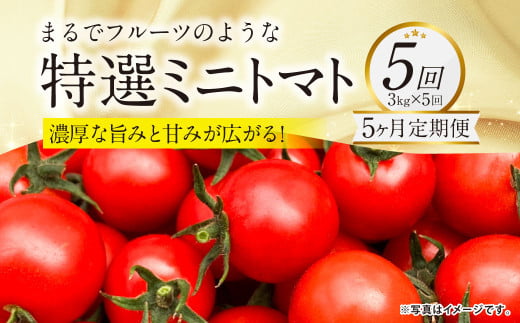 【5か月連続定期便】『まるでフルーツのような特選ミニトマト』 約3kg×5回 合計約15kg 特別な定期便 熊本県産 【2026年1月上旬発送開始】 野菜 やさい トマト とまと ミニトマト