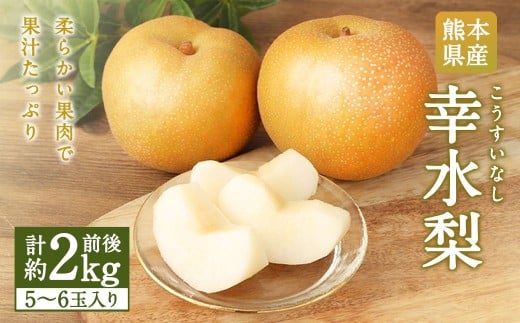 熊本県産 幸水梨 2キロ 【2026年7月下旬発送開始】 5～6玉入り 梨 なし ナシ フルーツ 果物