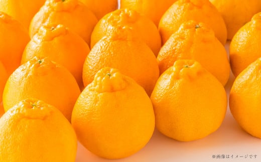 熊本県産 デコポン 約5kg 蜜柑 みかん 柑橘 果物 くだもの フルーツ 【2026年3月上旬発送開始】