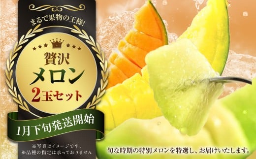 『まるで果物の王様！贅沢メロン』 2玉セット 1箱 熊本県産 【2026年1月下旬発送開始】フルーツ くだもの 果物 メロン 果実 果肉 おやつ 国産