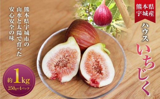 ハウスイチジク 約1kg （約250g×4パック）【2026年6月上旬発送開始】 果物 フルーツ いちじく イチジク 旬 旬の果物 旬のフルーツ 熊本県 合同会社宝ファーム