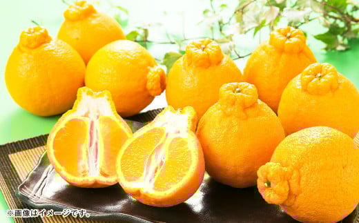 熊本県産 デコポン 5kg【2026年1月下旬～5月上旬順次発送予定】果物 くだもの フルーツ 柑橘 蜜柑 みかん