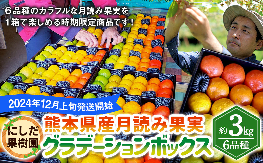 【2024年12月上旬発送開始】にしだ果樹園の熊本県産月読み果実グラデーションボックス(6品種)