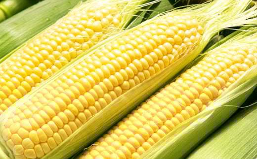 熊本県産 スイートコーン 約3.5kg 【2026年5月下旬発送開始】 野菜 やさい とうもろこし トウモロコシ コーン 国産