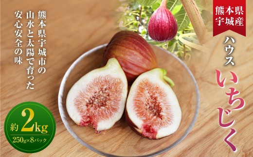 ハウスイチジク 約2kg （約250g×8パック）【2026年6月上旬発送開始】 果物 フルーツ いちじく イチジク 旬 旬の果物 旬のフルーツ 熊本県 合同会社宝ファーム
