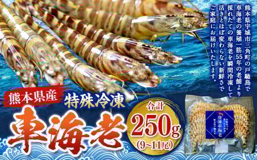 特殊冷凍 車海老 約250g（9～11尾）1パック エビ 海老 えび クルマエビ 車エビ 養殖 瞬間冷凍
