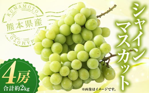 熊本県産 シャインマスカット 4房 【2025年7月上旬発送開始】 フルーツ 果物 くだもの マスカット