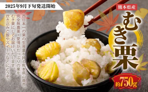 熊本県産 むき栗 約750g 【2025年9月下旬発送開始】 クリ くり 栗 フルーツ くだもの 果物 国産