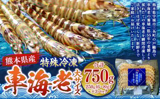 特殊冷凍 車海老 （大サイズ） 約750g（18～24尾）3パック エビ 海老 えび クルマエビ 車エビ 養殖 瞬間冷凍