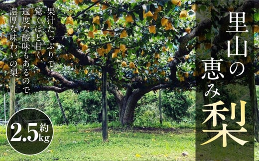 里山の恵み梨 約2.5kg 【2025年8月下旬発送開始】 なし ナシ 梨 フルーツ くだもの 果物 熊本