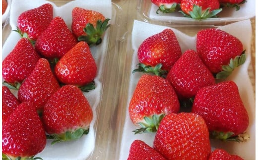 絢音ベリー農園 "絢" いちご 500g （250g×2P）先行予約【2025年12月上旬発送開始】 ゆうべに 高級 フルーツ ギフト 厳選 希少