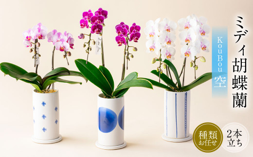 ミディ 胡蝶蘭 KouBou 空 2本立ち 1個 花 お花 植物 蘭 洋蘭 ラン インテリア アレンジ アレンジメント 鑑賞 観賞用 贈答用