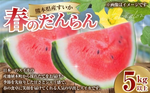 熊本県産 すいか 春のだんらん 5kg以上 スイカ 西瓜 果物 くだもの フルーツ おすすめ ギフト 贈り物 【2026年3月下旬発送開始】