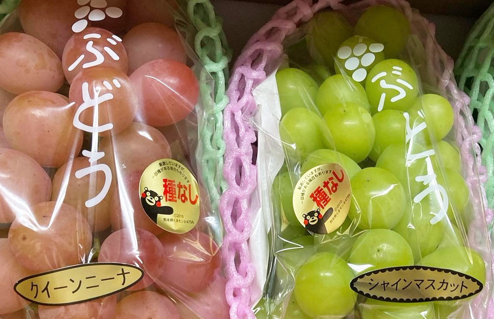 【秋の2ヵ月連続定期便】 熊本県産 贅沢旬のぶどう 定期便 合計4房 約2.6kg シャインマスカット マスカット ぶどう 葡萄 果物 くだもの フルーツ