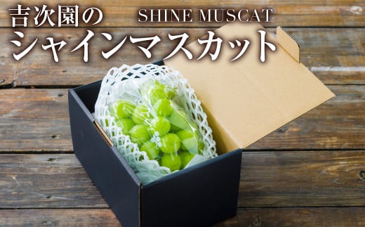 シャインマスカット1房 約600g 果物 くだもの フルーツ 熊本県産【2026年8月下旬発送開始】