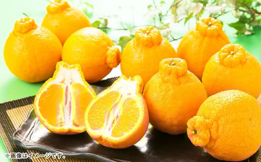 熊本県産 ハウスデコポン 約2kg（7～9個） 柑橘 みかん 蜜柑 デコポン【2025年12月下旬発送開始】