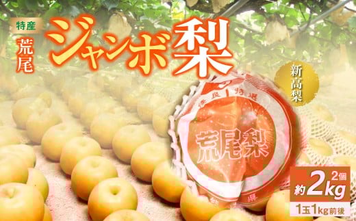 特産荒尾ジャンボ梨2個 約2kg 【2026年10月上旬発送開始】 果物 フルーツ なし 梨 くだもの