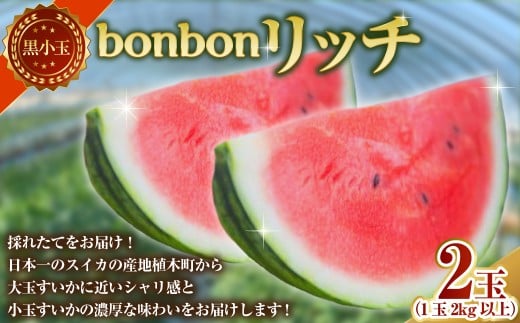 黒小玉 bonbonリッチ 計2玉 各2kg以上 スイカ すいか 西瓜 小玉スイカ 小玉すいか 小玉西瓜 小玉 果物 【2026年5月下旬発送開始】