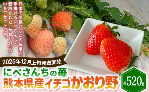 にべさんちの苺 熊本県産イチゴかおり野 約520g【2025年12月上旬発送開始】 苺 いちご フルーツ 果物 熊本