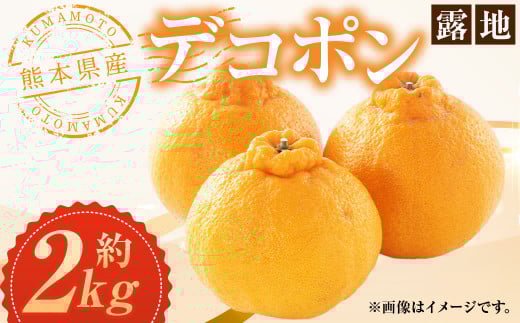 熊本県産 デコポン （露地） 約2kg 約7～8玉 果物 くだもの みかん 蜜柑 柑橘 フルーツ 熊本県産 【2026年3月上旬発送開始】