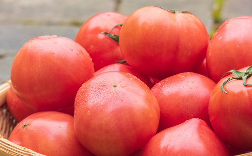 麗妃トマト（栽培自慢） 約2kg 【2025年12月上旬発送開始】 野菜 やさい とまと トマト 熊本県産 国産